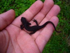 Salamanders Frogs Newts And More Ideas Amphibians Reptiles And