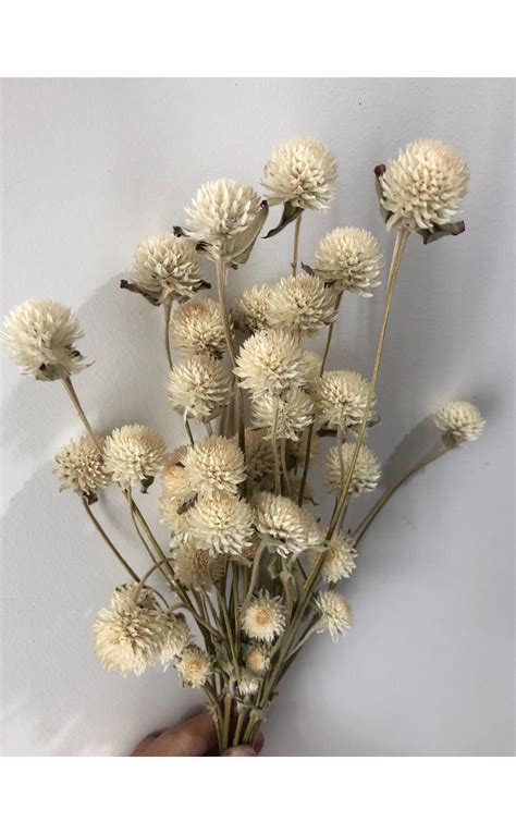 We have a wide variety of dried flowers available suitable for bouquets, wreaths, posies and wall art. DRIED FLOWERS - Cakers NZ Decorating Supplies Ltd