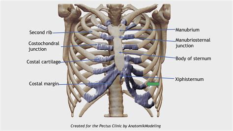 Anatomy Of Chest Wall