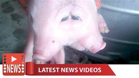 Two Headed Pig Astonishes Village In Vietnam Youtube