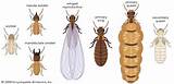Pictures of Types Of Termite