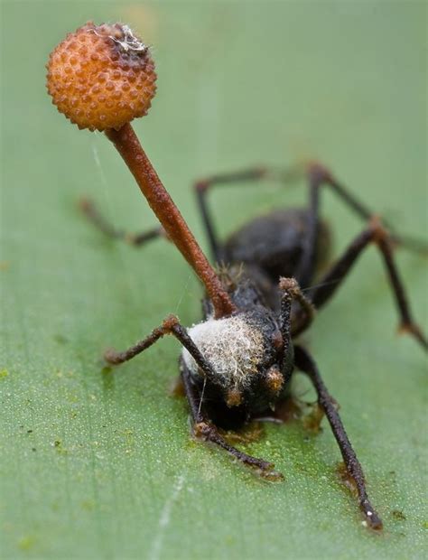 ophiocordyceps unilateralis the zombie ant fungus biol421 unbc insects fungi and society