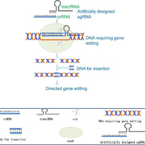 The Molecular Mechanisms Of Ii Type Crisprcas9 System Diagram