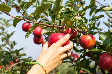 8 Best Spots for Apple Picking and Pumpkin Patches Near San Diego