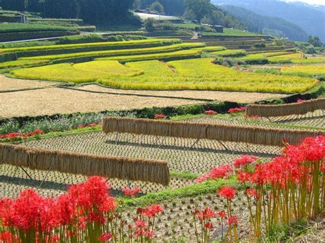 Rural Village Hoshino Fukuoka Fukuoka Beautiful Nature Japan