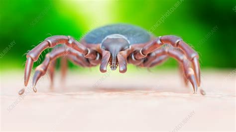 Illustration Of A Tick Crawling On Human Skin Stock Image F0238171