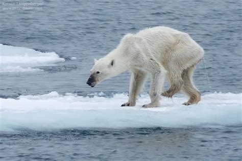 All Of Our Team Was In Tears Video Shows Polar Bear Starving In The