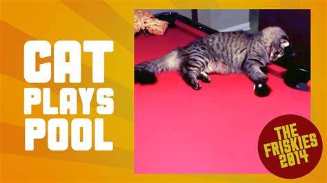 Talented Cat Plays Pool The Friskies Awards 2014 Youtube