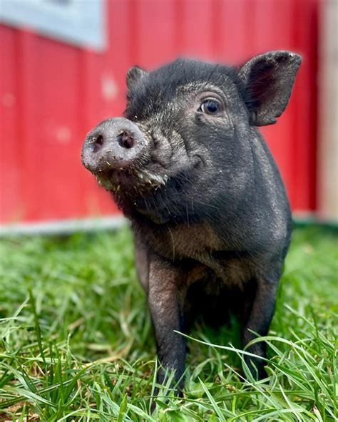 Ns Animal Sanctuaries Overwhelmed By Surrendered Pot Bellied Pigs