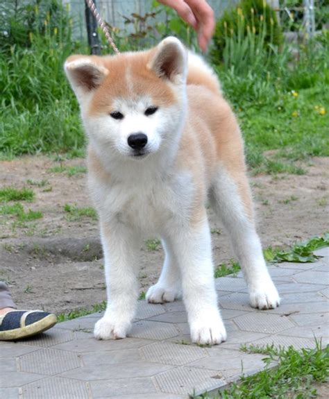 55 Excited Akita Inu For Sale In Philippines Picture 4k