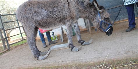 Neglected Donkey With Overgrown Hooves Gets Help The Dodo