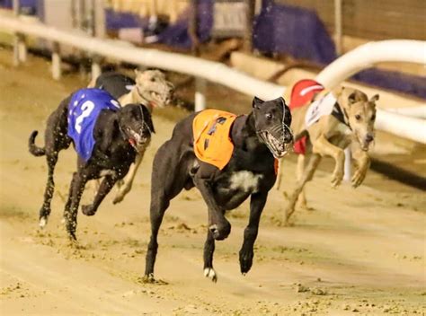 Greyhound Racing The Ultimate Beginners Guide Oxford Stadium