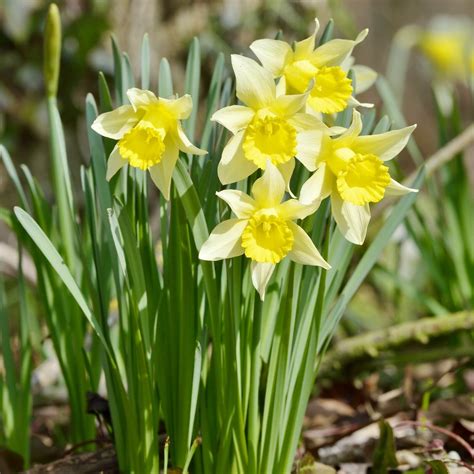 5 Wild Daffodil Bulbs Lent Lilly Narcissus Pseudonarcissus Fall