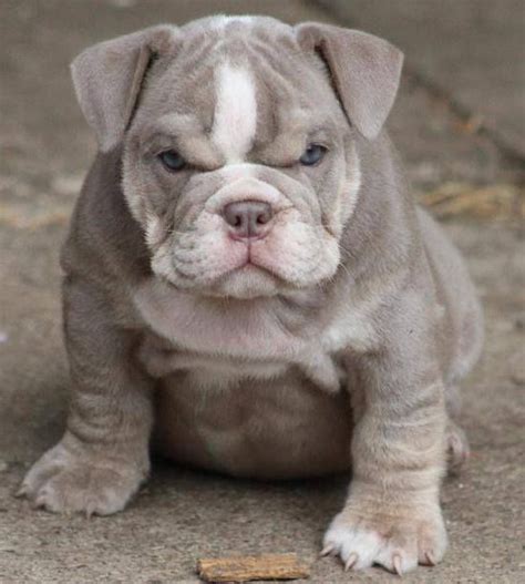 Beautiful, strong and healthy puppies from winner parents for sale with microchip, fci pedigree and pet a small family french bulldog kennel located in the czech republic, europe. French Bulldog mix of the day ! We don't know the other ...
