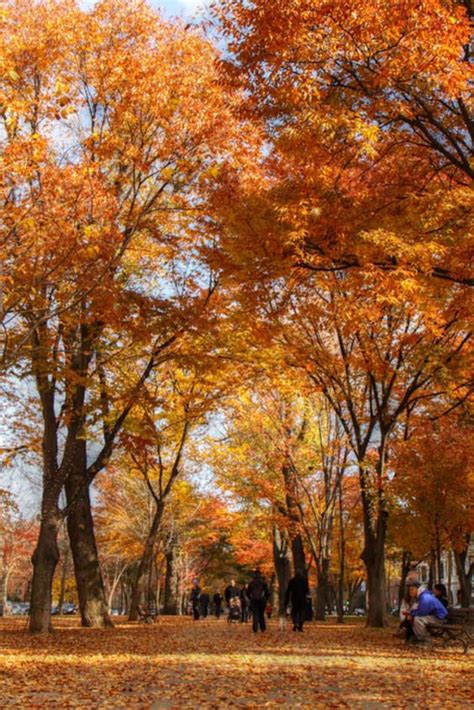 Best Time To See Fall Foliage In Around Boston 2022 Artofit