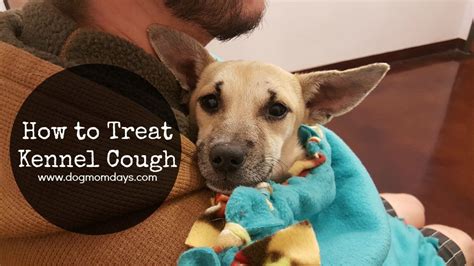 How To Treat Kennel Cough Dog Mom Days