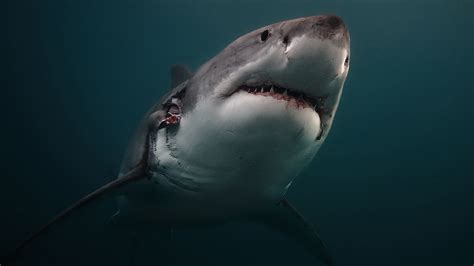 Download Wallpaper 1920x1080 Shark Predator Underwater Full Hd 1080p