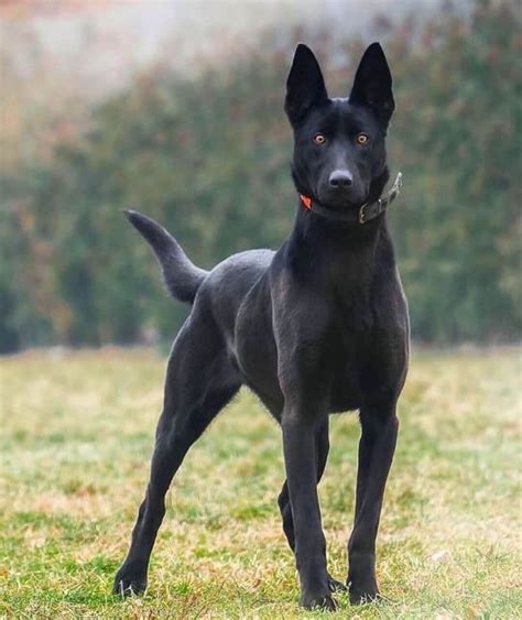 15 Amazing Facts About Belgian Malinois You Probably Never Knew Page