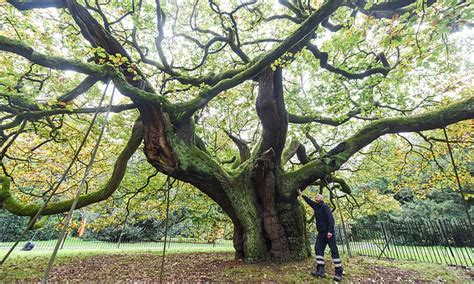 1000 Year Old Oak Is Named Britains Tree Of The Year Flipboard