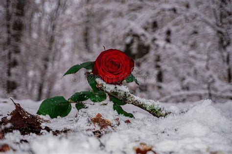 Close Up Of Beautiful Red Rose Lying In The Snow Stock Image Image Of
