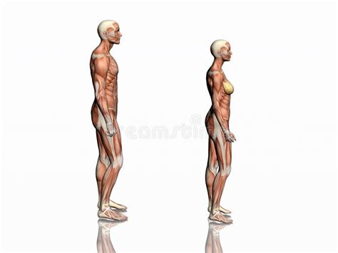 Anatomy Of Man And Woman Anatomically Correct Medical Model Of The