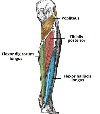 Anterior rami of lower thoracic nerves (t9 to t12). Muscles of the Lower Leg | Med Health Daily
