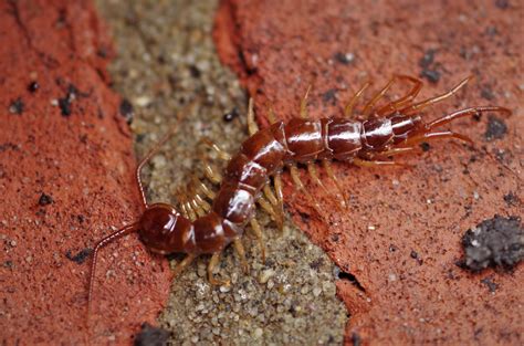 Guide To Common Campus Centipedes Whiteknights Biodiversity