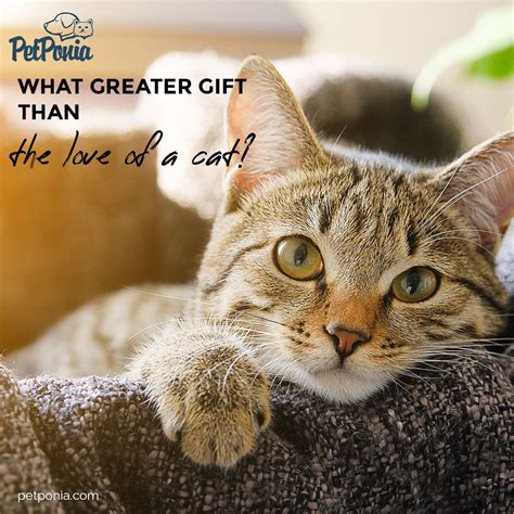 There Is No Greater Love Than The Love Of A Cat Quote Quoteoftheday Qotd Amazing Great