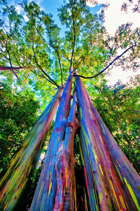 Rainbow Eucalyptus Tree Wallpaper