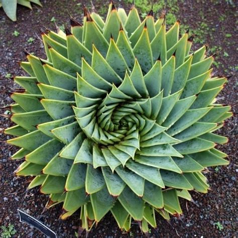 Maybe you would like to learn more about one of these? Kingdom Plantae: Characteristics And Examples | Science Trends