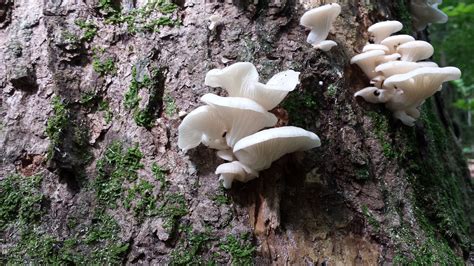 Wild Edible Mushrooms 101 Or 102 Nh Outdoor Learning Center