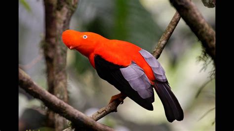 Colorful Exotic Birds Youtube
