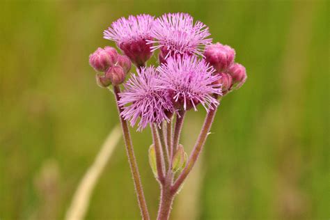 The Pompom Weed An Evil Beauty Of The South African Grassland