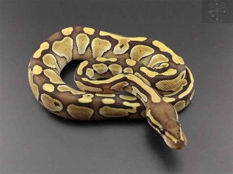 How much do ball pythons cost? How Much Does A Ball Python Cost? 15 Morphs' Prices