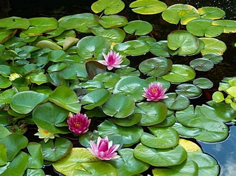 The blooms are long lasting and create a beautiful display when planted in masses. Natural Pond Plants | Pool Design Ideas