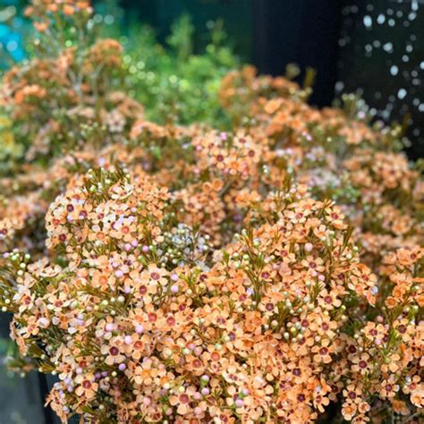 Waxflower Orange My Flower Stop