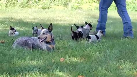 Blue Heeler Australian Cattle Dog Puppies For Sale Youtube