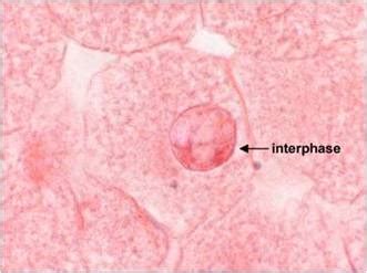 Maybe you would like to learn more about one of these? lab #4 Cell division