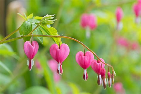 Growing And Caring For Common Bleeding Heart