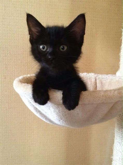 Sweet Black Kitten Cute Cats And Kittens Kittens Cutest Cute Cats