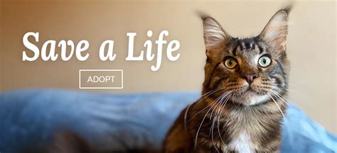 See our lists of cats waiting to be adopted click here. Maine Coon Cat For Adoption Near Me - The W Guide