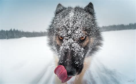 Wallpaper Animals Snow Winter Closeup Wolf Tongues Weather