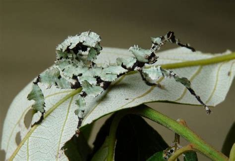 Spiny Leaf Insect Or Macleays Spectre On Alphitonia Petrei Stick