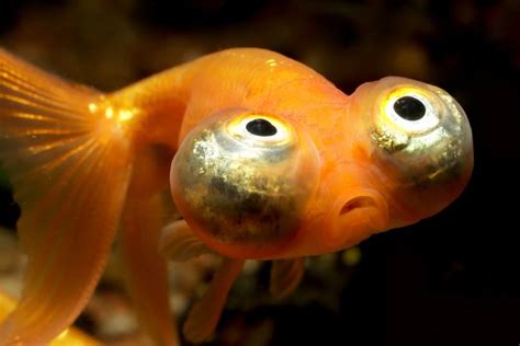 Celestial Eye Goldfish Pictures Info Care Guide And Lifespan Pet Keen