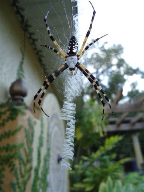 Argiope Zipper Spider Tiere