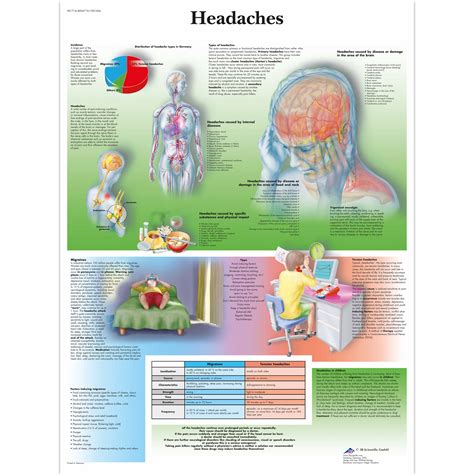 Central Nervous System Poster Clinical Charts And Supplies Images