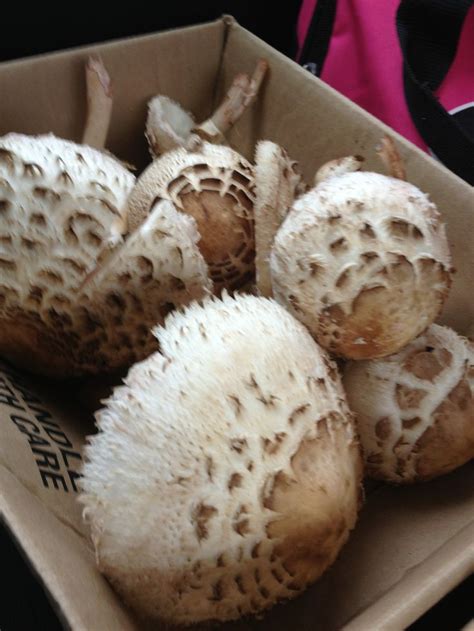 17 Best Images About Edible Mushrooms On Pinterest A