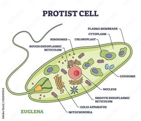 Protist Cell Anatomy With Euglena Microorganism Structure Outline