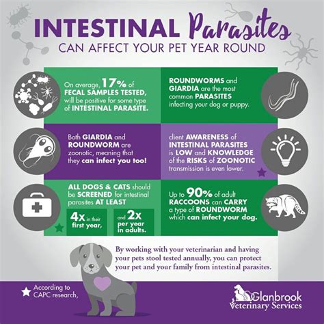 Intestinal Parasites Infographic Infographic Design Veterinary Vet