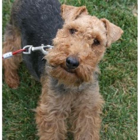 Why you shouldn't consider welsh terrier puppies for sale: Sawyerfarm, Welsh Terrier Breeder in Turlock, California